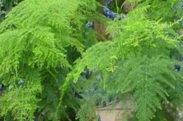 常见的文竹品种有哪些