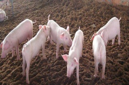 养猪大棚建设方案，圈舍的建设