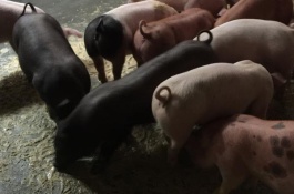 中国黑豚养殖技术，黑豚养殖技术