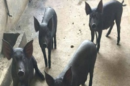 苏太母猪多大可以配种，苏太母猪长到大概6-7个月左右时