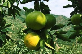 种植西瓜苗的前景最好，麒麟瓜种植前景