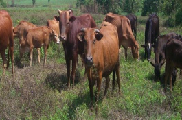 牛吃什么偏方打栏快，母牛打栏周期