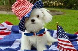 怎样养马尔济斯犬，马尔济斯犬的中毒预防