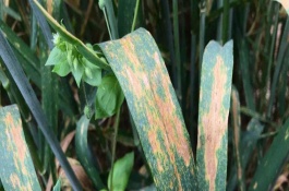 三唑酮使用注意事项,三唑酮的使用方法