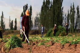 有机磷中毒洗胃液首选，有机磷中毒的临床表现