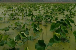 美国红鱼市场价格是多少，美国红鱼的养殖前景