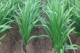 种植韭菜黄遇虫害有哪些科学防治措施