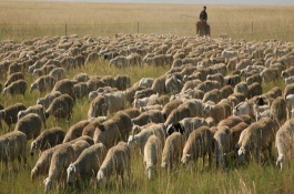 瘦羊催肥偏方，瘦羊催肥管理方法