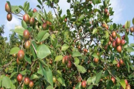 四川省自贡市有哪些特产，自贡冷吃兔