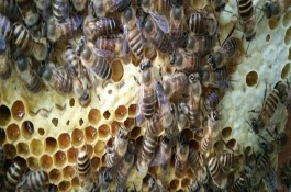 中蜂饲料配方，中蜂常见病害种类及防治方法