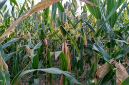 京科968玉米品种介绍，如何提高玉米产量