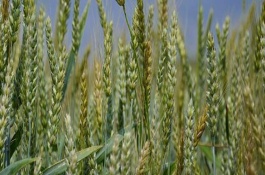 联邦2号小麦品种介绍，联邦2号小麦品种特征特性