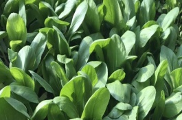 立秋后种植什么农作物，立秋后一般可以种植油菜