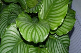 青苹果有哪些优良品种，陕西青苹果