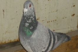 种鸽饲料配方表，鸽子的营养价值与功效