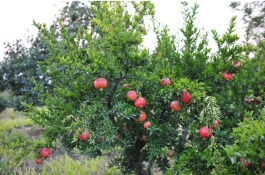 河南巩义市有哪些特产，南河渡石榴