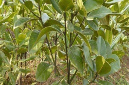 九龙桂花树苗多少钱,九龙桂花树苗多少钱一棵