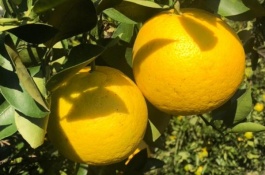 哪个品种的圆茄子好