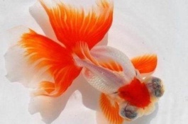 怎样养金鱼最好，金鱼的换水方法