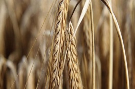 众信麦998品种介绍，其他高产的小麦品种