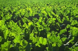 现在野菜特别受欢迎,野菜可以人工种植吗
