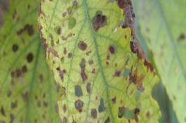 苯甲丙环唑的作用，苯甲丙环唑施用方法