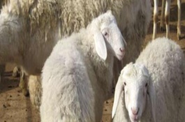 养羊场设备管理制度，养羊场设备维修