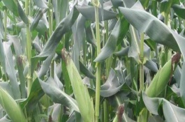 z801玉米品种介绍，z801玉米品种栽培技术和产量