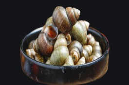 淡水螺有哪些常见品种