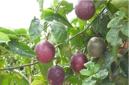 紫香百香果苗多少钱，紫香百香果苗多少钱一棵