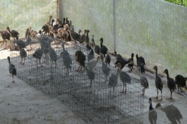 鹌鹑饲料配方，不同品种鹌鹑蛋饲料配方