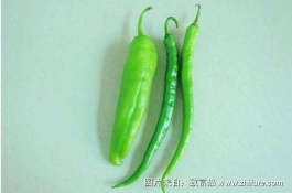 红辣椒的产地在哪里，红辣椒有哪些品种