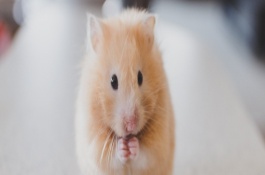 金丝熊怎么养，金丝熊养殖设备