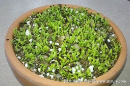 温室种植一亩水果，种植一亩火龙果的大棚费用在32000元左右