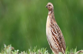 鹌鹑饲料配方与制作，产蛋期饲料配方