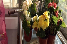 水培花卉养殖技术，花卉选择水培花卉常见的品种有香石竹