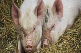 常见公猪料配方，公猪配期饲料配方