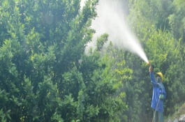 清园用什么药，清园药剂如何选择