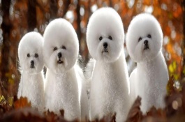 什么是犬瘟热，犬瘟热发生抽搐现象应如何治疗