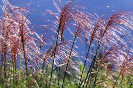 粽叶有哪些种类