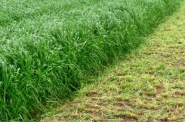 刺老芽苗的批发价是多少，刺老芽种植前景