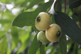 蒲桃的市场价格是多少，蒲桃功效与作用