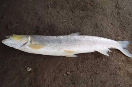 养殖技术，鳡鱼的生长繁殖