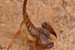 养殖蝎子需要什么条件吗，养殖蝎子需要什么设备