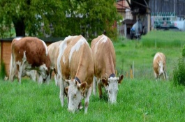 生态农业养殖的对联，二养殖场春节对联
