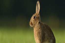 促排三号使用时间，猪注射促排三号的好处