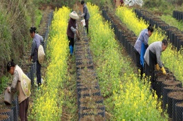 追肥用什么肥料,追肥一般可追施尿素