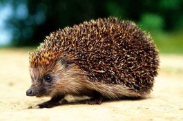 红眼鳟鱼商品成鱼养殖技术，饲料的营养指标