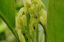 吡虫啉能杀哪些害虫，吡虫啉使用方法