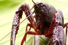 澳大利亚龙虾养殖技术